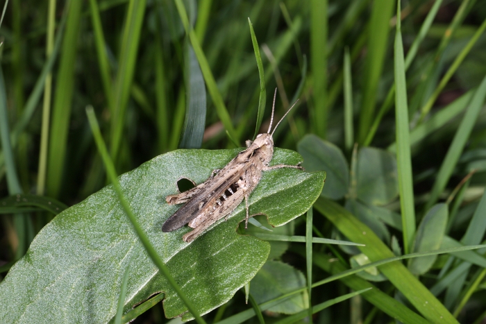 Macro chalet aout 2010 - 067